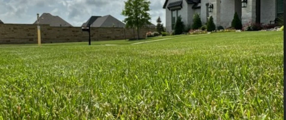 Healthy, green grass on a lawn in Plano, TX.