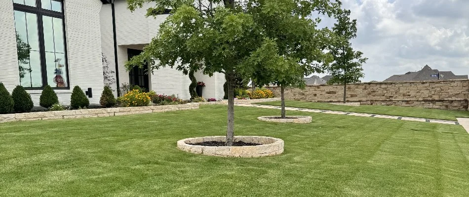 Healthy green lawn, trees, and shrubs in Addison, TX.