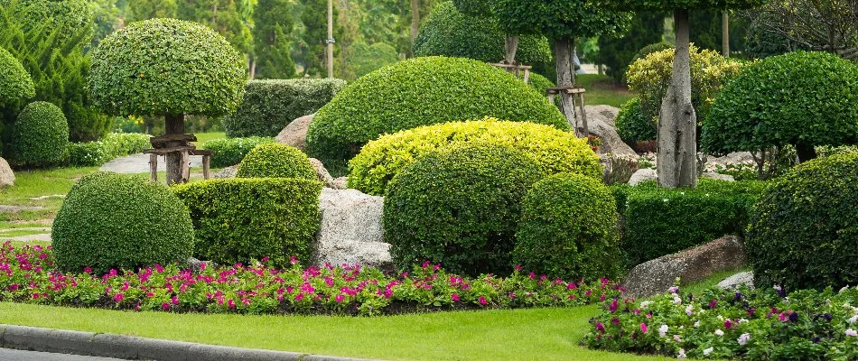 Healthy and lush shrubs in Mabank, TX, with small flowers.