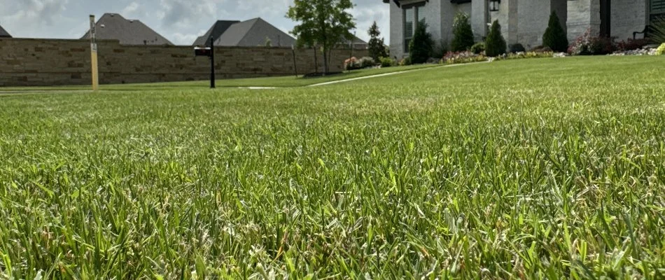 Healthy, green grass on a residential lawn in Dallas, TX.