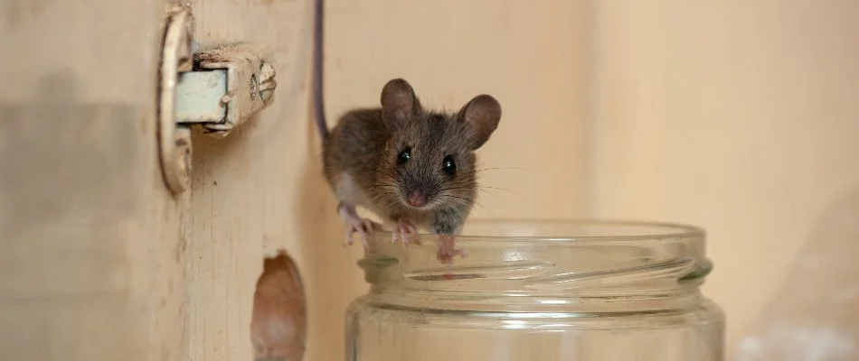 House mouse on a glass container in Dallas, TX.