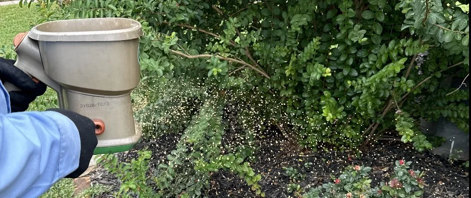 A landscape in University Park, TX, being treated with granular fertilizer.