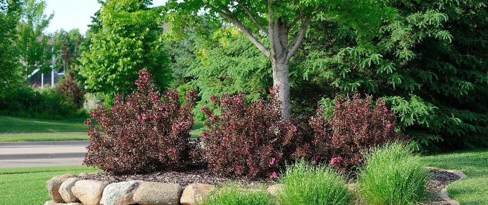 Landscape bed in Frisco, TX, with shrubs, a tree, and rock wall.