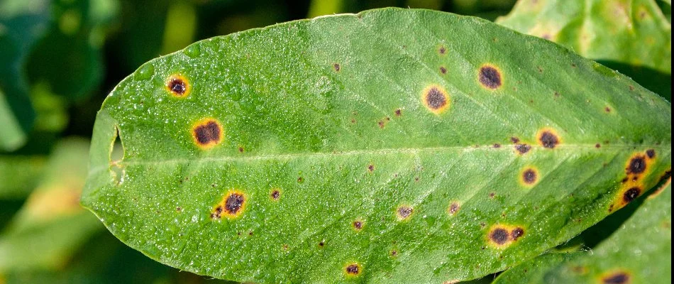 Spots on a shrub leaf from a disease in Dallas, TX.