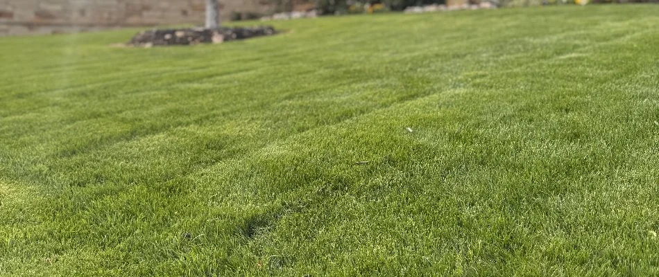 Low view of a green front lawn in Frisco, TX.