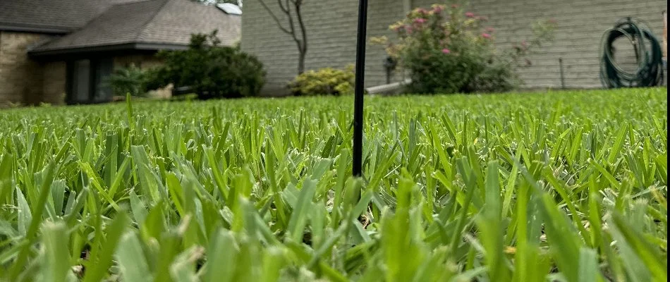 Low view of green grass blades in front of a home in Richardson, TX.