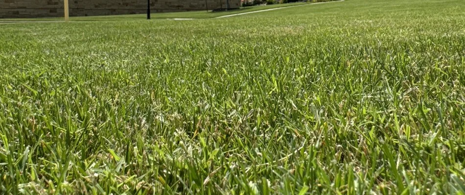 Lush green grass in Dalworthington Gardens, TX.