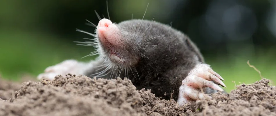 Mole sticking its head out of the ground in Dallas, TX.