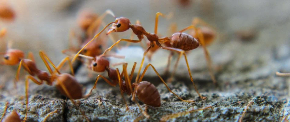 Group of fire ants standing on dirt in Dallas, TX.