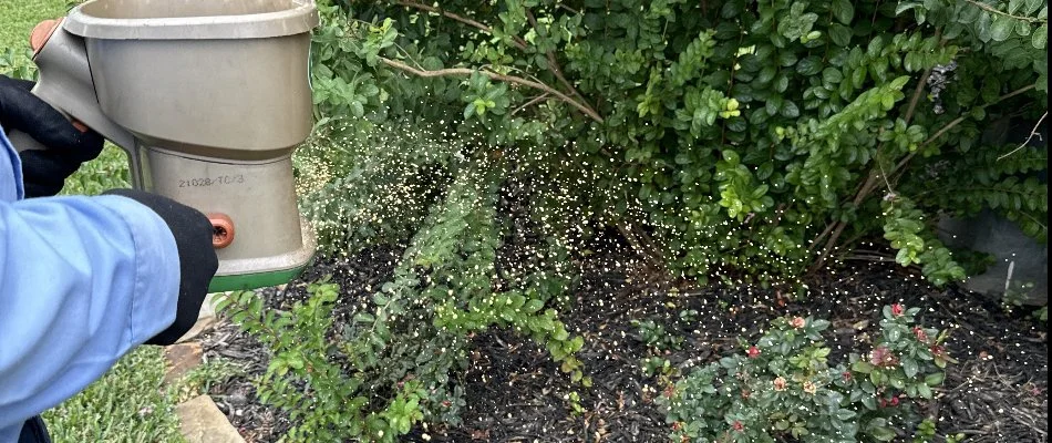 Plants in a landscape in Burleson, TX, being fertilized.