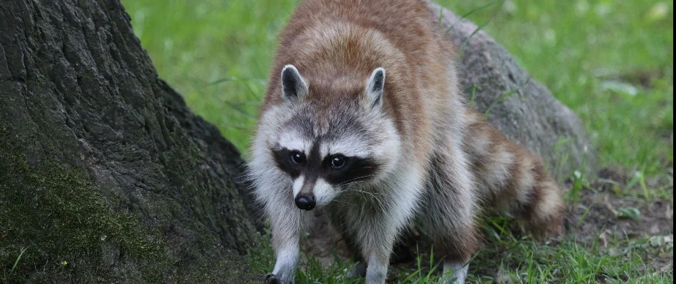 A raccoon next to a tree trunk in Dallas, TX.