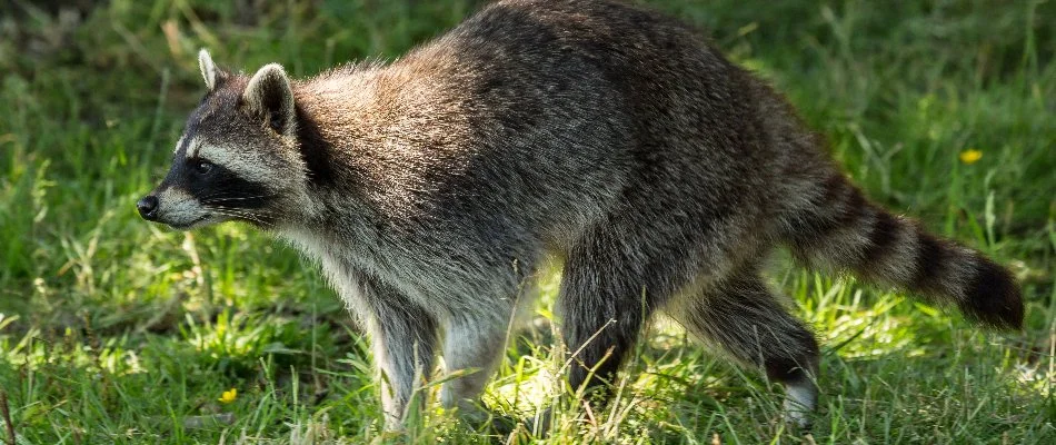 Raccoon in Dallas, TX, walking through grass.