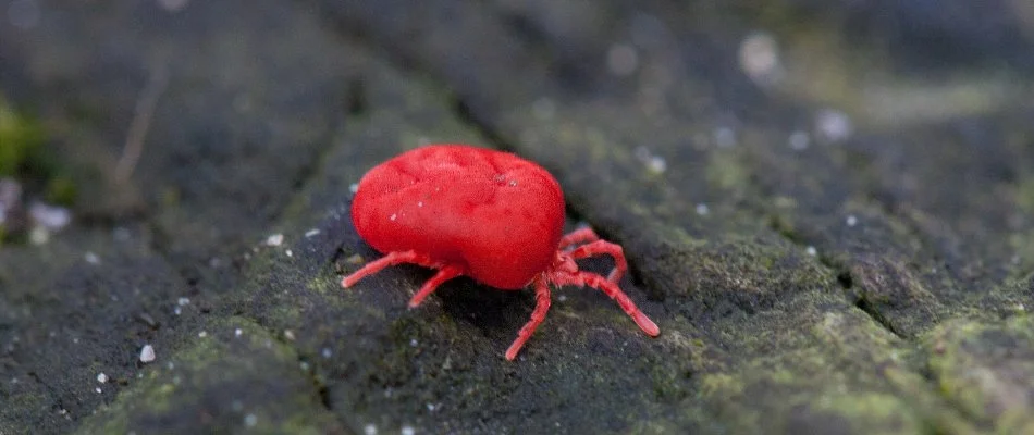 Red chigger standing on the ground in Dallas, TX.