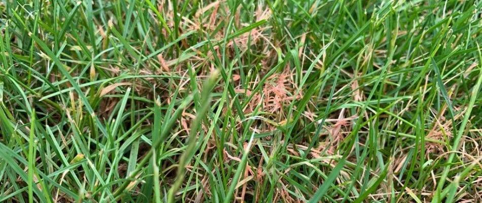 Red thread lawn disease on turf in Dallas, TX.