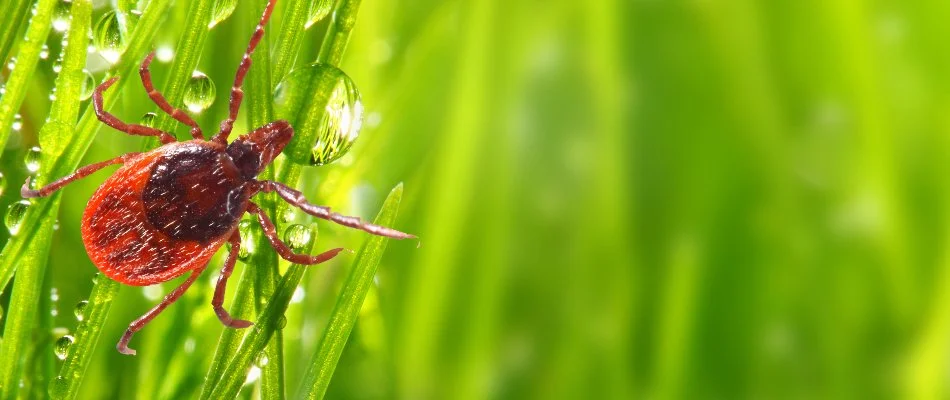 Red tick standing on a blade of grass.