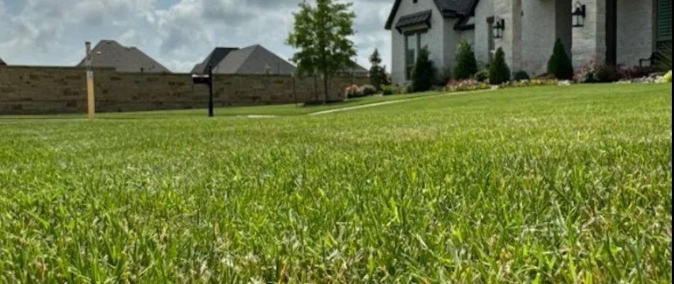 A weed-free lawn on a residential property in Dallas, TX.