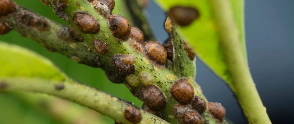 Scale bugs on the stem of a shrub in Dallas, TX.