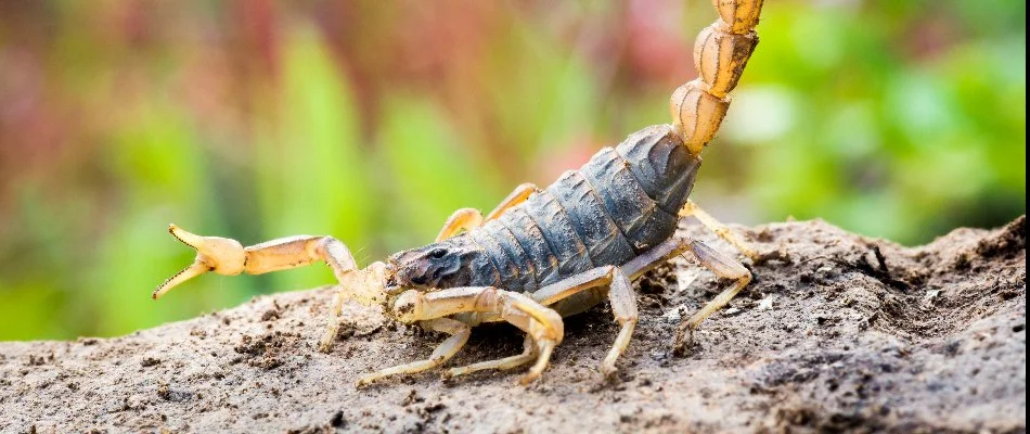 Scorpion standing on dirt in Dallas, TX.