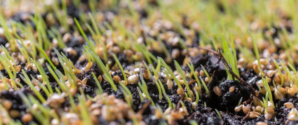 Seeds in the soil from overseeding on a lawn in Dallas, TX.