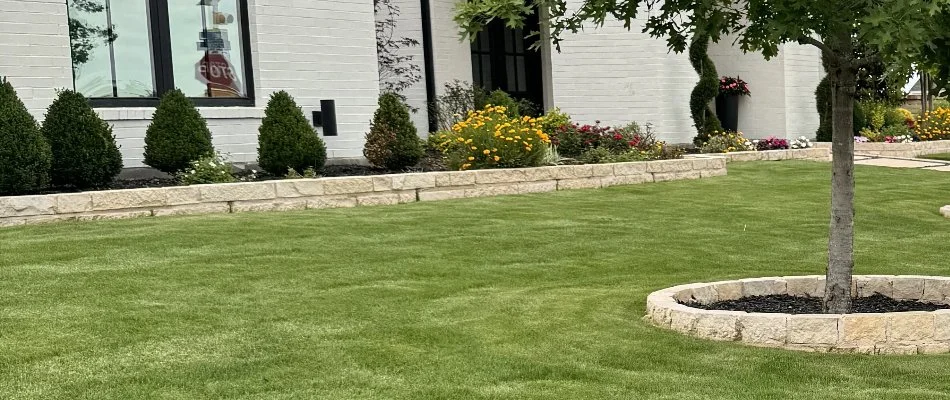 Thick green lawn in Venus, TX, with shrubs and flowers.