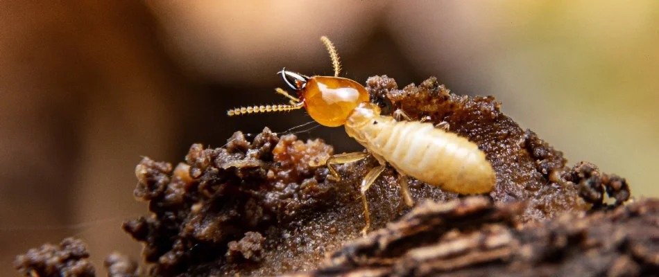 A single termite on wood in Dallas, TX.