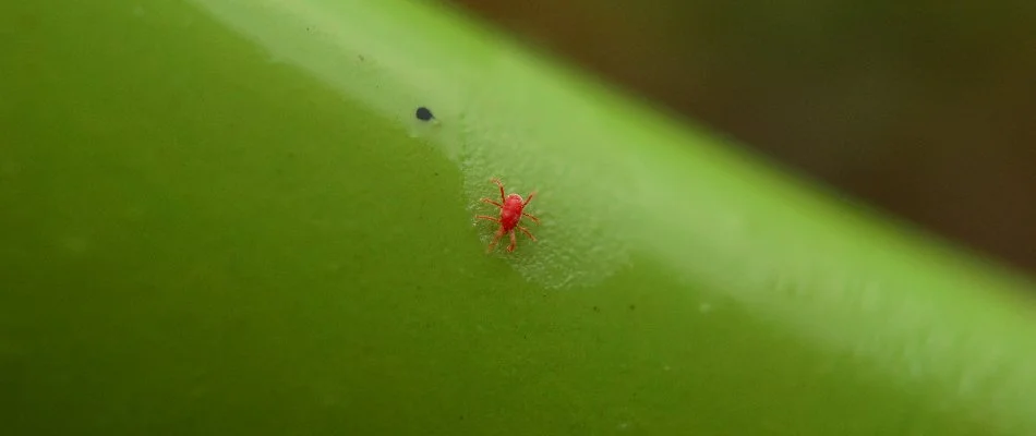 A red chigger on a green grass blade in Dallas, TX.