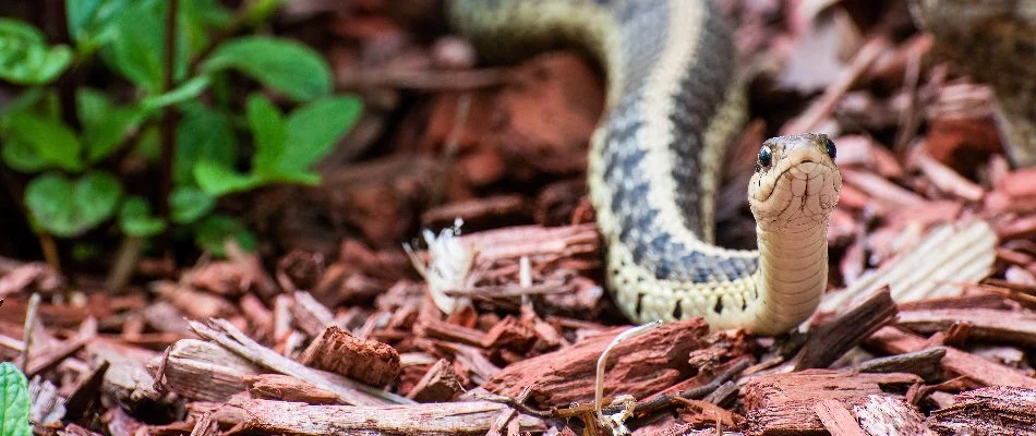 Snake on the ground near a plant in Dallas, TX.