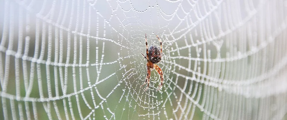 Large spider in the middle of a web in Dallas, TX.