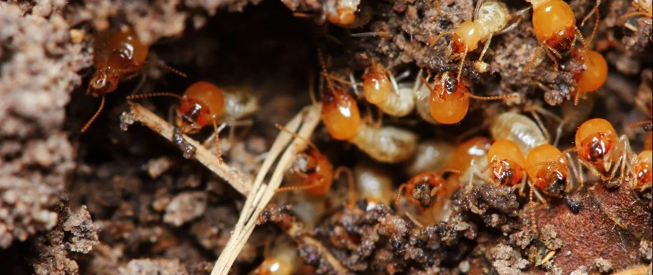 A termite infestation burrowed in wood in Dallas, TX.