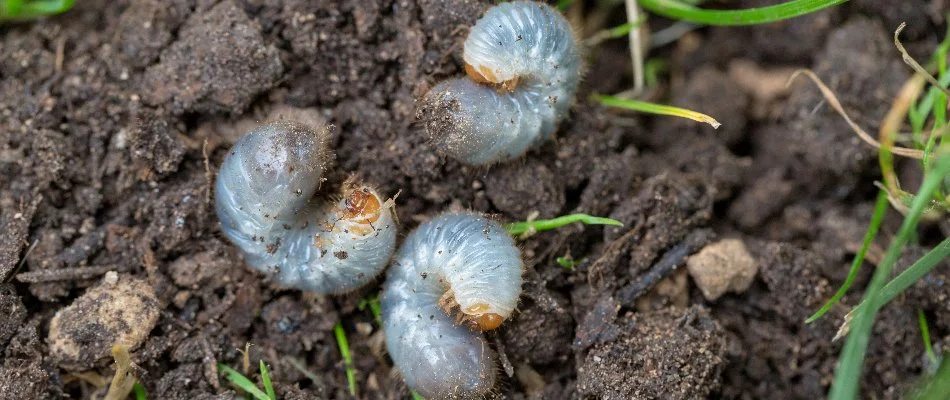 Three grubs on top of soil on a lawn in Dallas, TX.