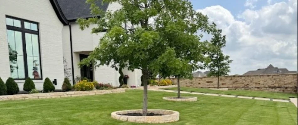 Trees in the middle of a beautiful, green lawn on a property in Dallas, TX.