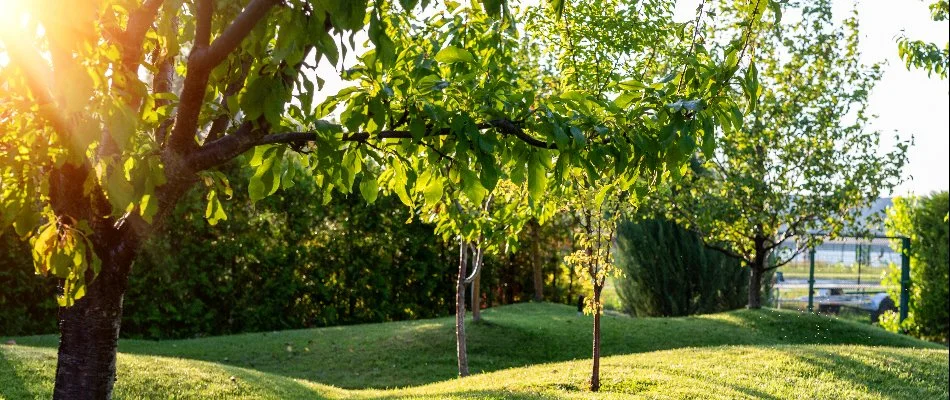 Lawn in Waco, TX, with trees.