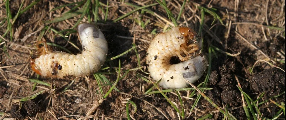 Two white grubs on soil with some grass in Dallas, TX.