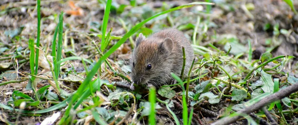 Vole chewing on some grass.