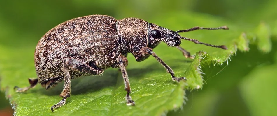 Weevil on a grass blade in Dallas, TX.