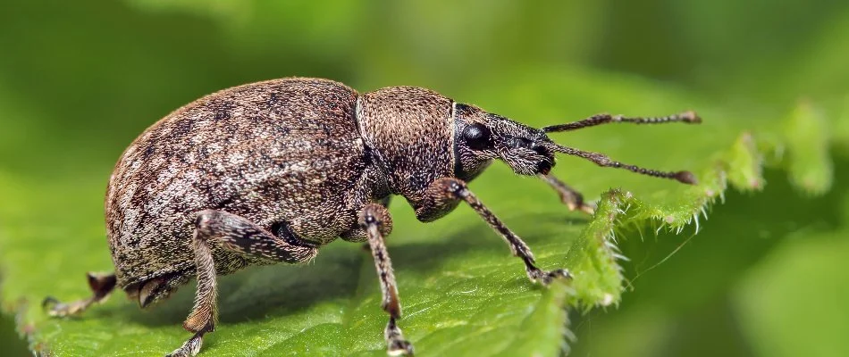 A weevil on a green leaf in Dallas, TX.