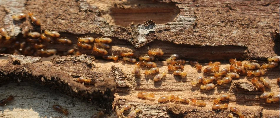 Wood with a termite infestation in Dallas, TX.