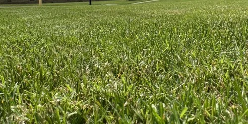 Grass blades in Fort Worth, TX.