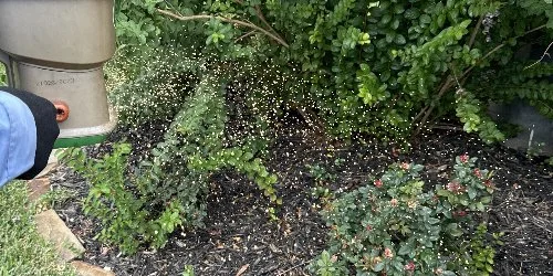 Fertilizing shrubs and plants in Arlington, TX.