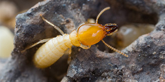 Dallas Spider Control | Dallas termite control company