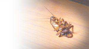 bgimage-cockroachrev1