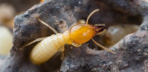 cta3-termite